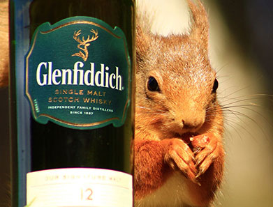Glenfiddich